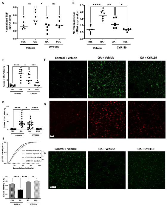 Effects of CYR119 on markers of inflammation following QA administration - described below